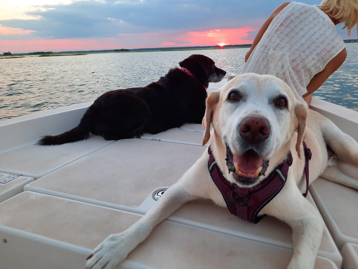 Two dogs relaxing aboard the Pathfinder during a colorful Lowcountry sunset cruise